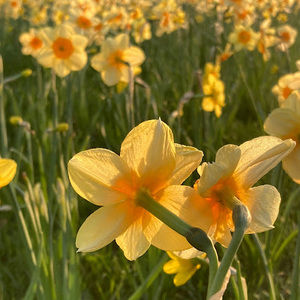 Meet your Posher, Guo